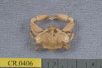 藏品(褶痕五角蟹)的圖片